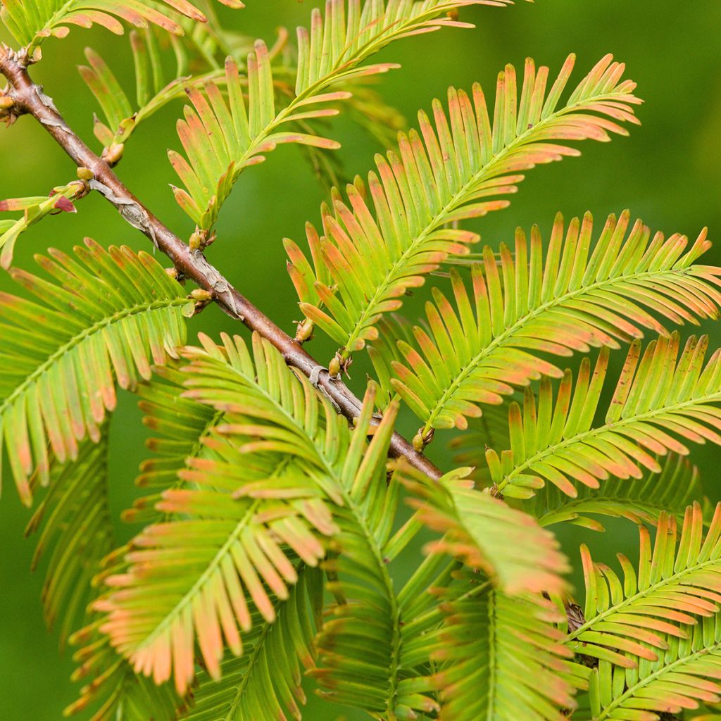 Metasequoia glyptostroboides seeds - Dawn redwood