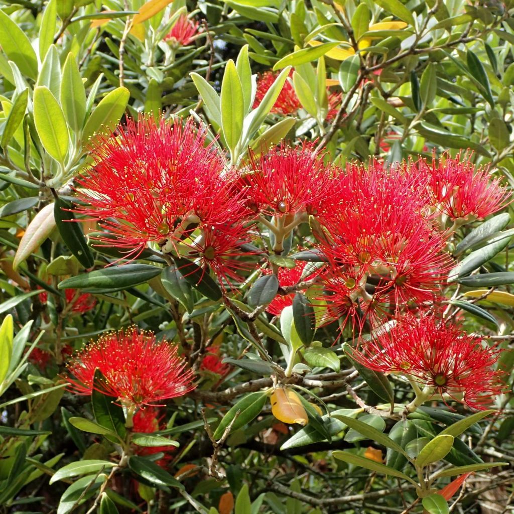 Metrosideros excelsa
