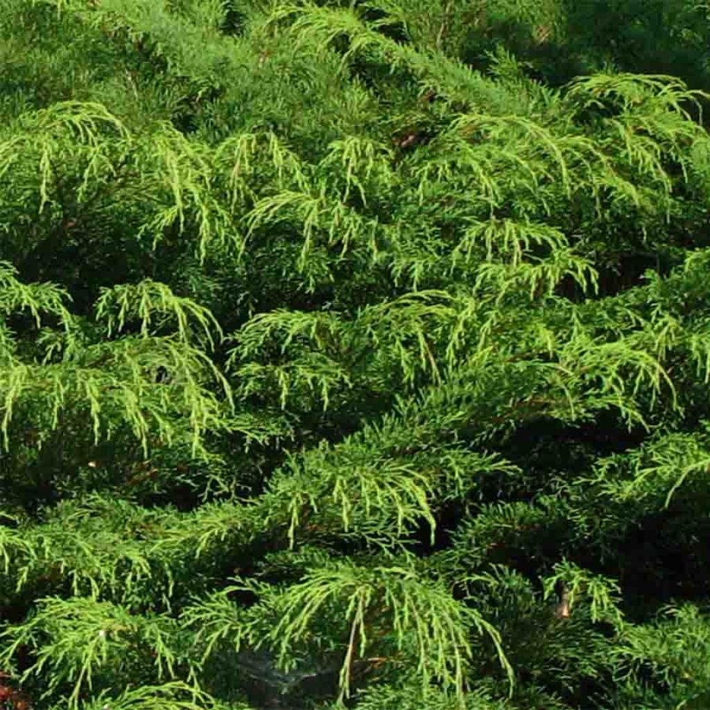 Creeping Siberian Cypress - Microbiota decussata