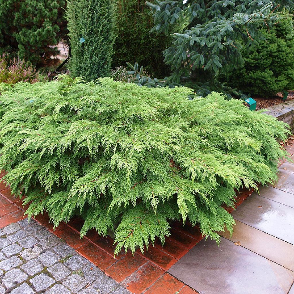 Creeping Siberian Cypress - Microbiota decussata