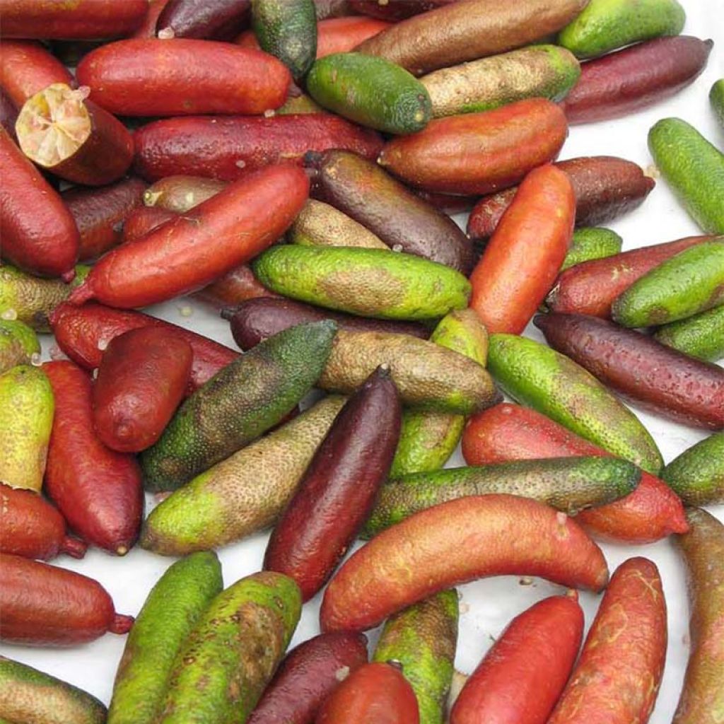 Finger Lime - Microcitrus australasica