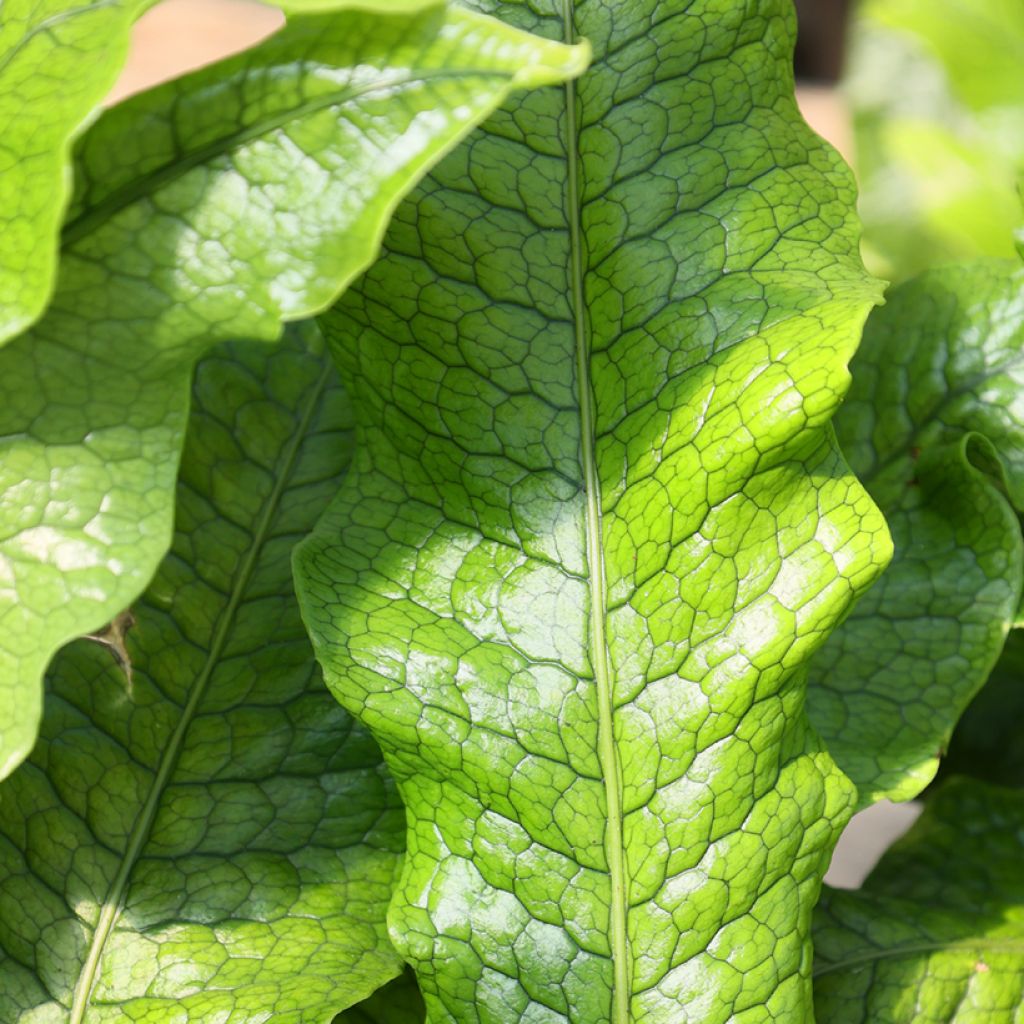 Microsorum musifolium Crocodyllus - Crocodile fern