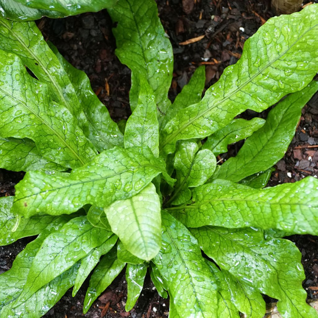 Microsorum musifolium Crocodyllus - Crocodile fern