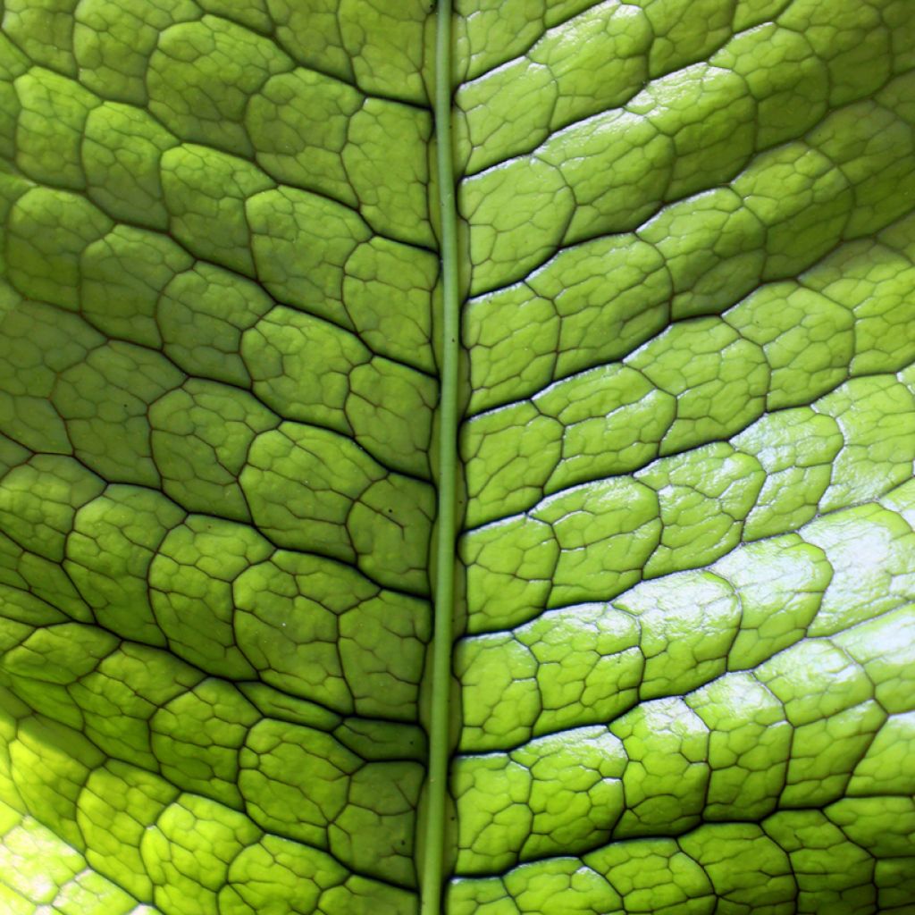 Microsorum musifolium Crocodyllus - Crocodile fern