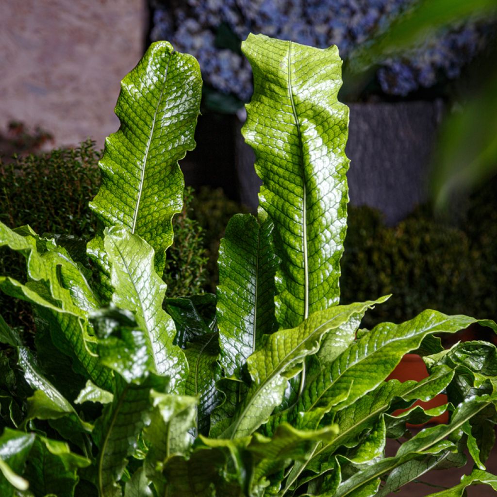 Microsorum musifolium Crocodyllus - Crocodile fern