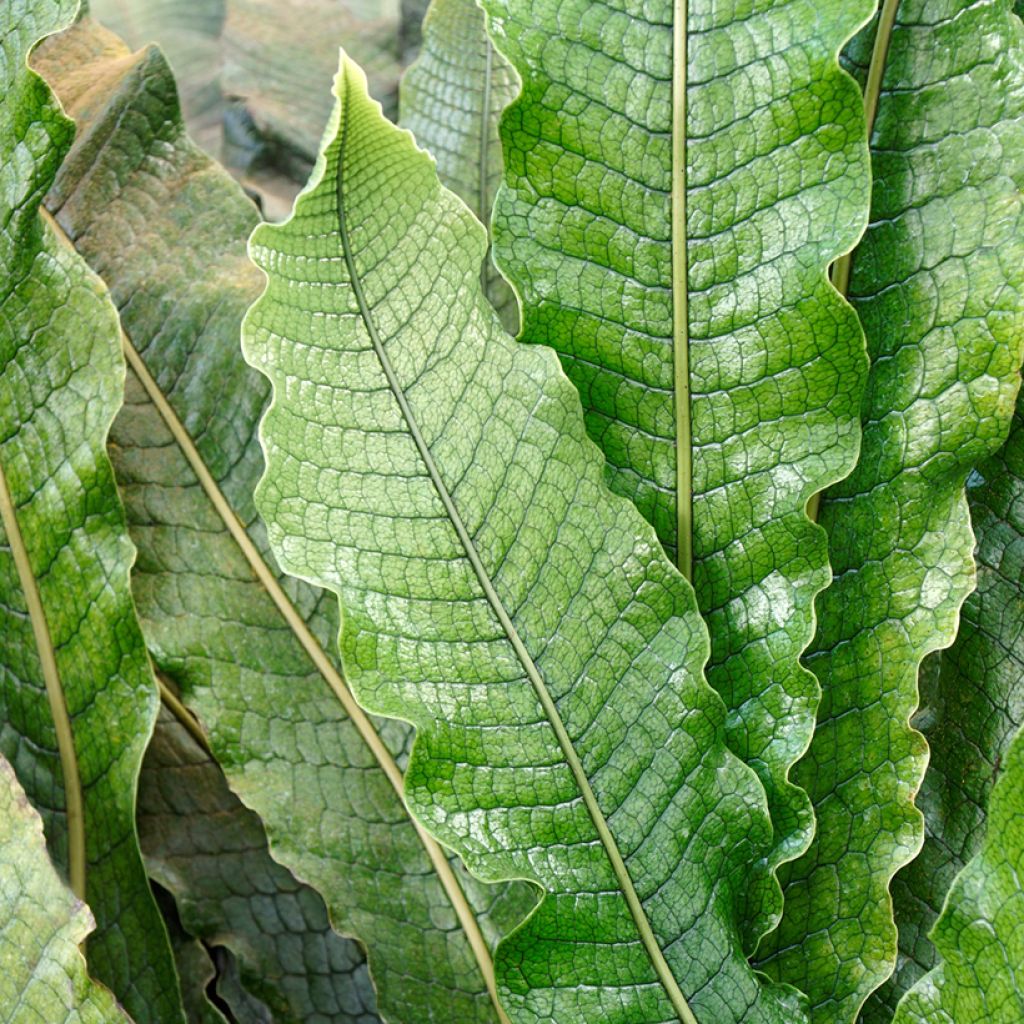 Microsorum musifolium Crocodyllus - Crocodile fern