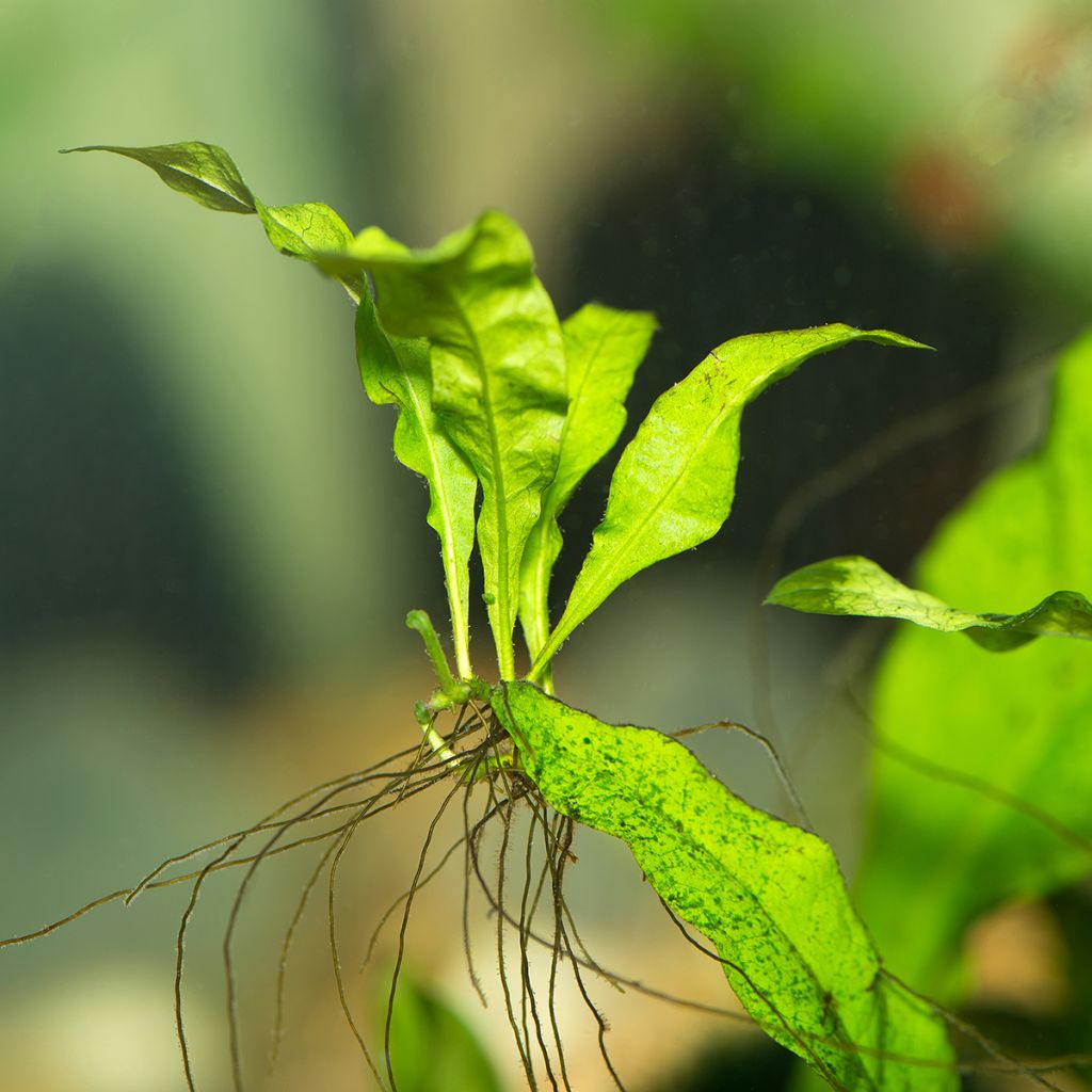 Microsorum pteropus  - Fougère de Java