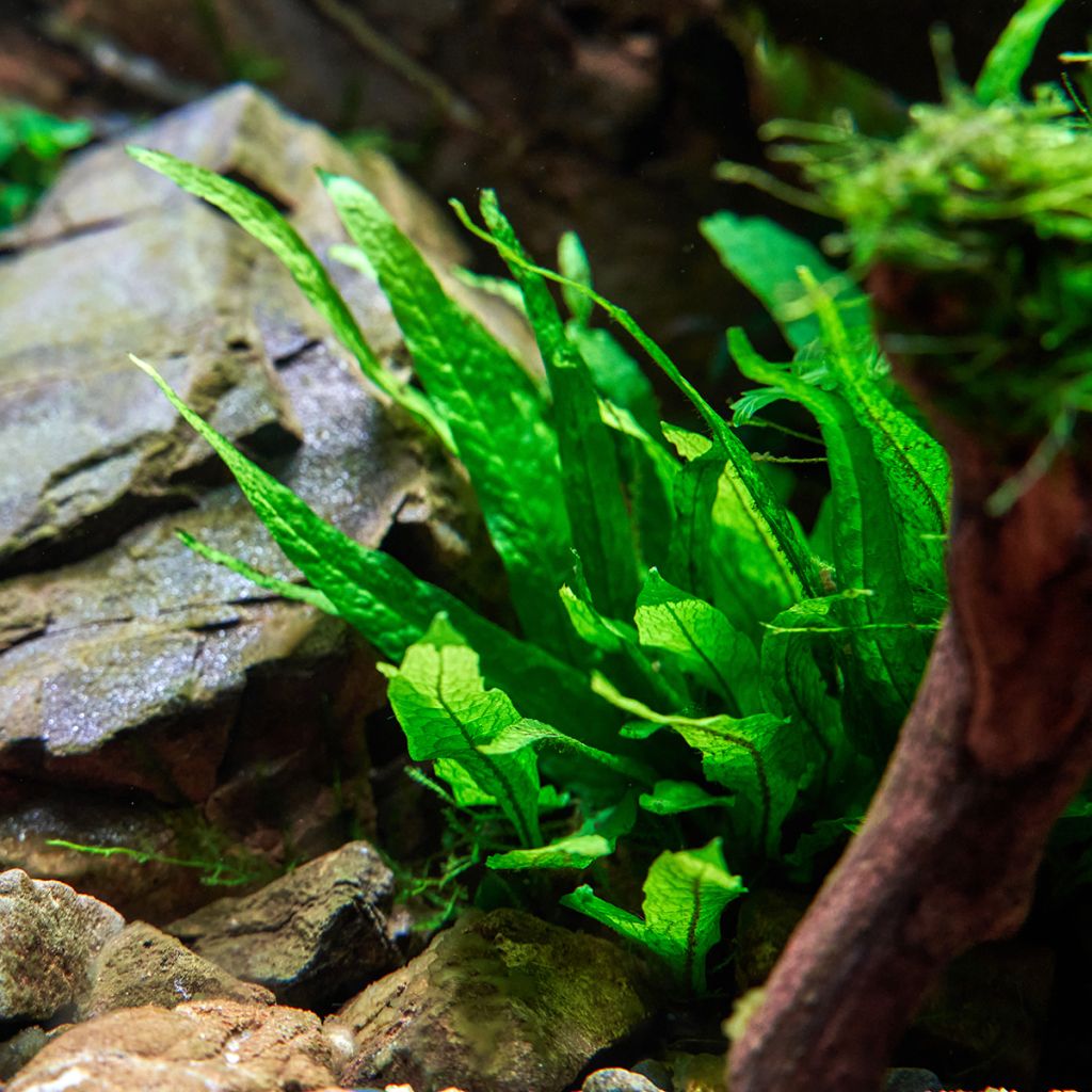 Microsorum pteropus  - Fougère de Java