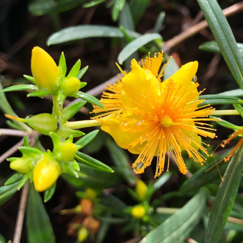 Hypericum densiflorum Buttercup - St. John's wort