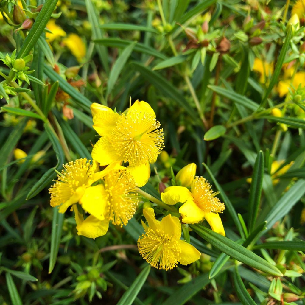 Hypericum densiflorum Buttercup - St. John's wort