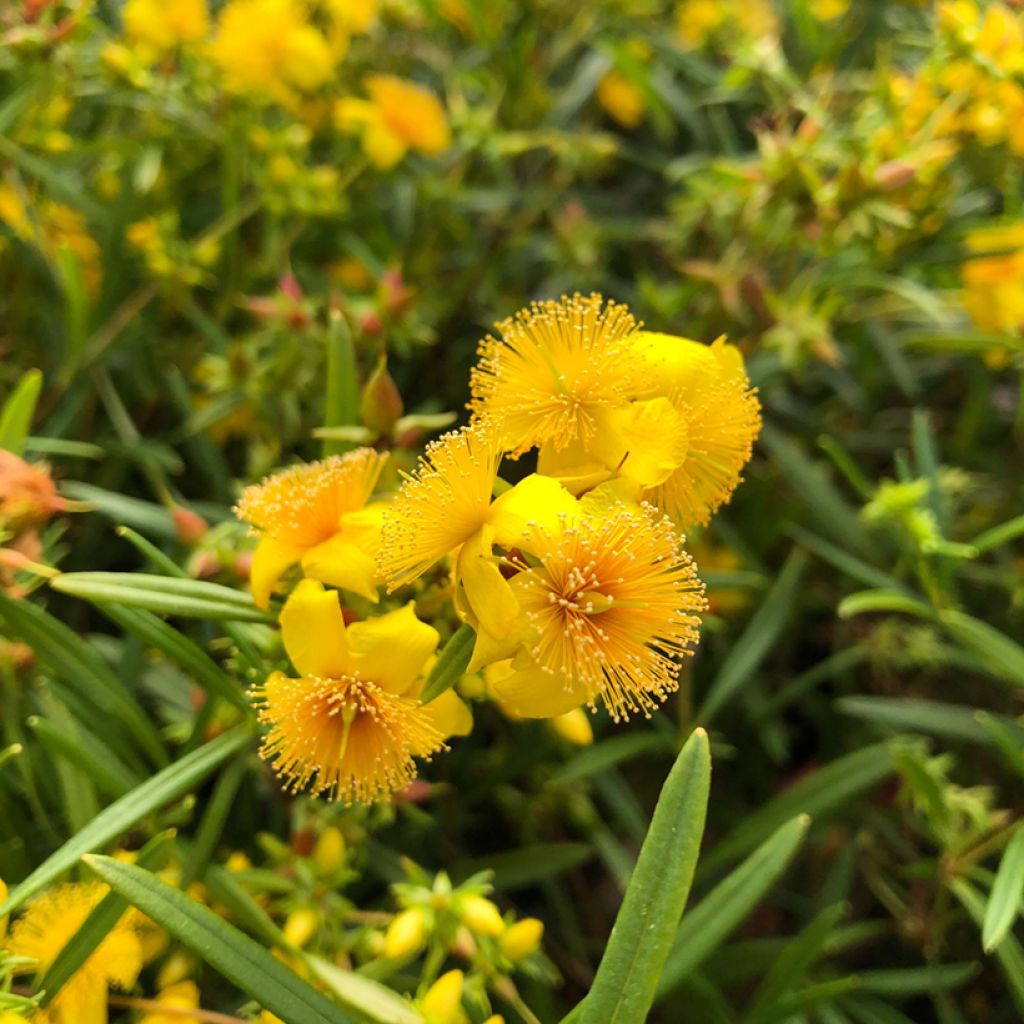 Hypericum densiflorum Buttercup - St. John's wort