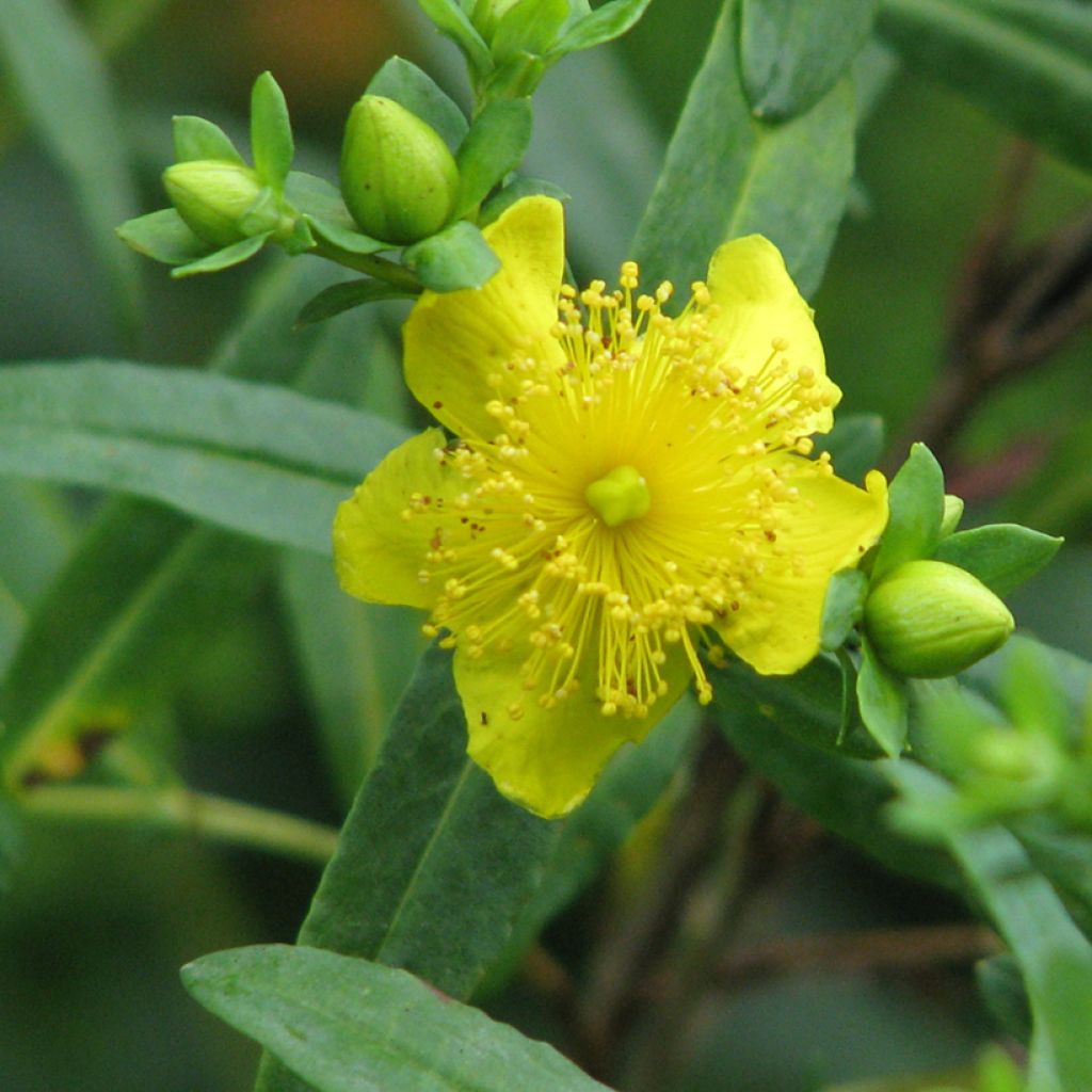 Hypericum kalmianum Cobalt-n-Gold - St. John's wort