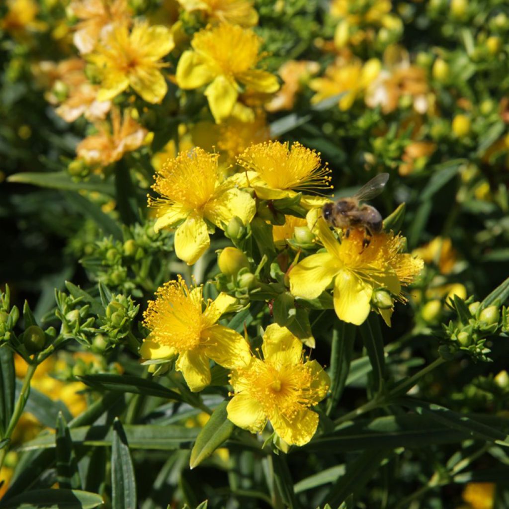 Hypericum kalmianum Sunny Boulevard Proven Winners - St. John's wort