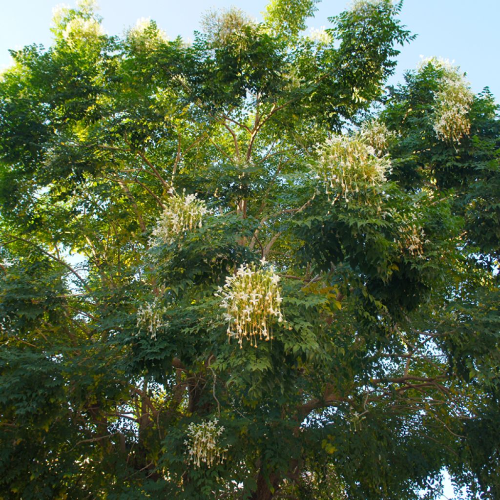 Millingtonia hortensis - Indian cork tree