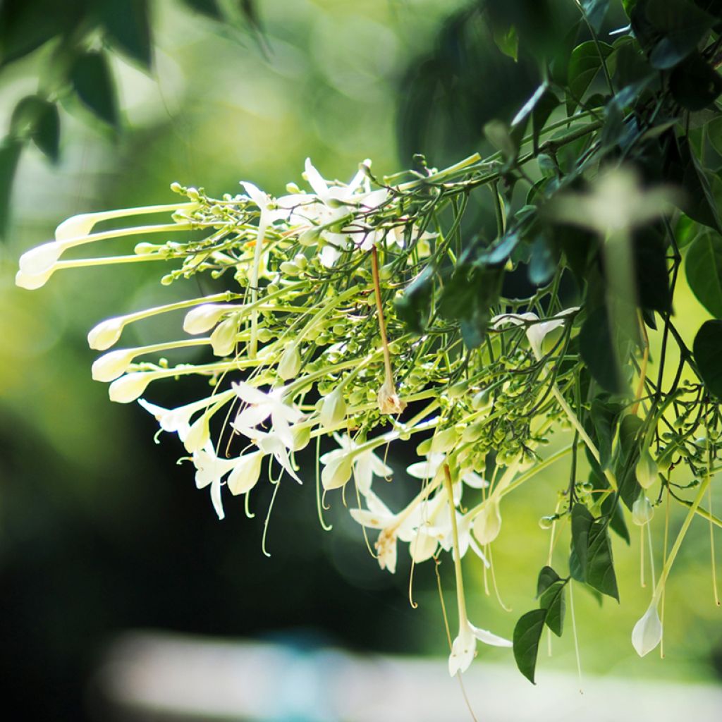 Millingtonia hortensis - Indian cork tree