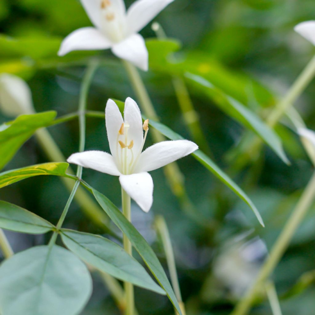 Millingtonia hortensis - Indian cork tree