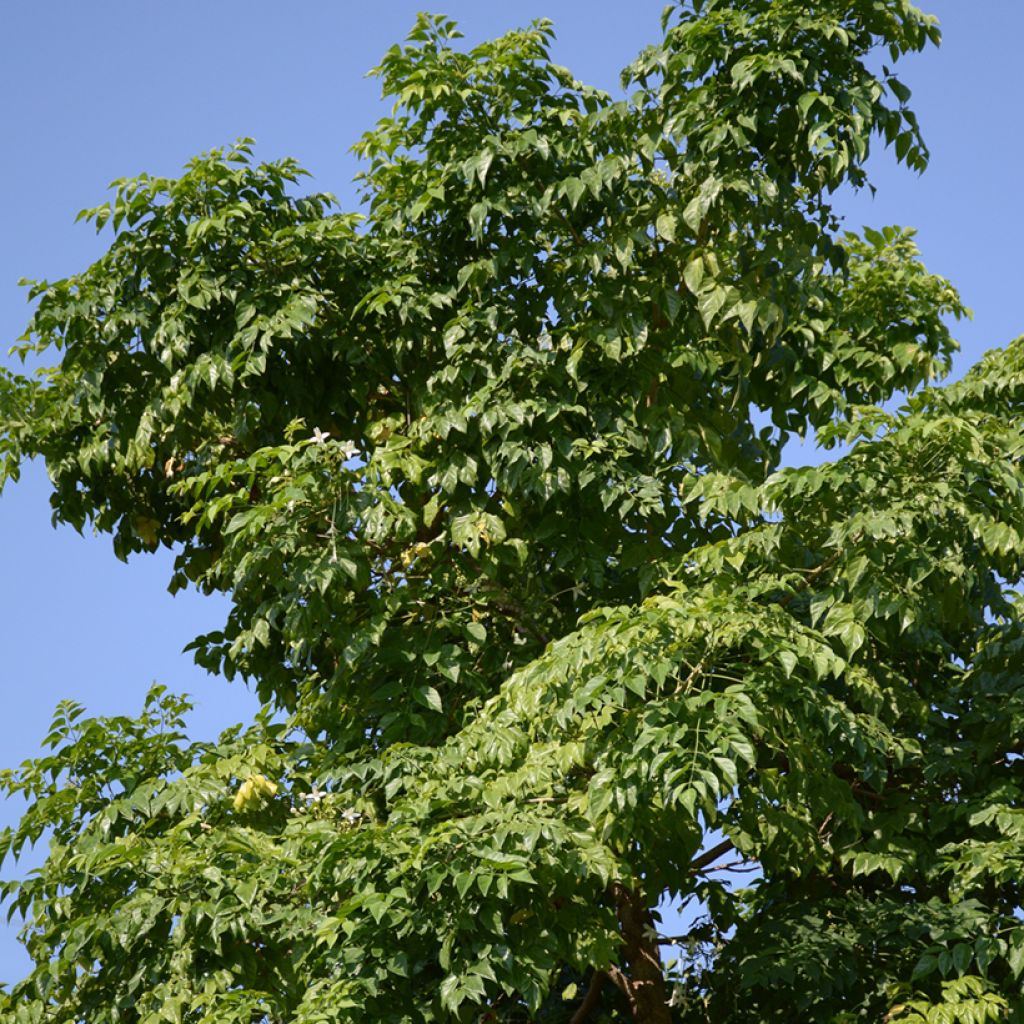 Millingtonia hortensis - Indian cork tree