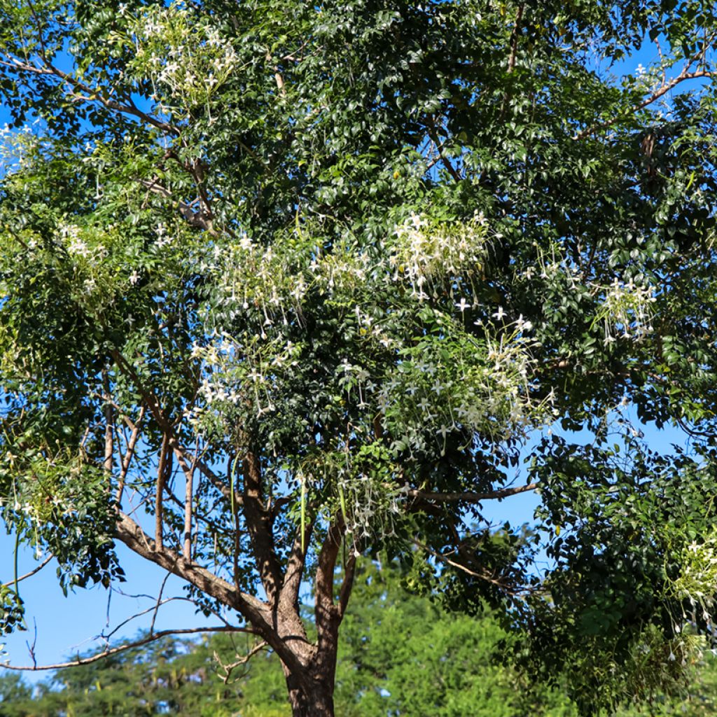Millingtonia hortensis - Indian cork tree