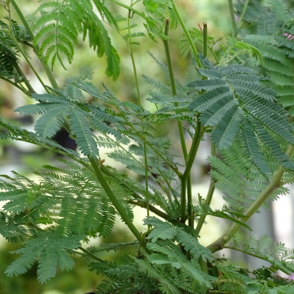 Acacia dealbata