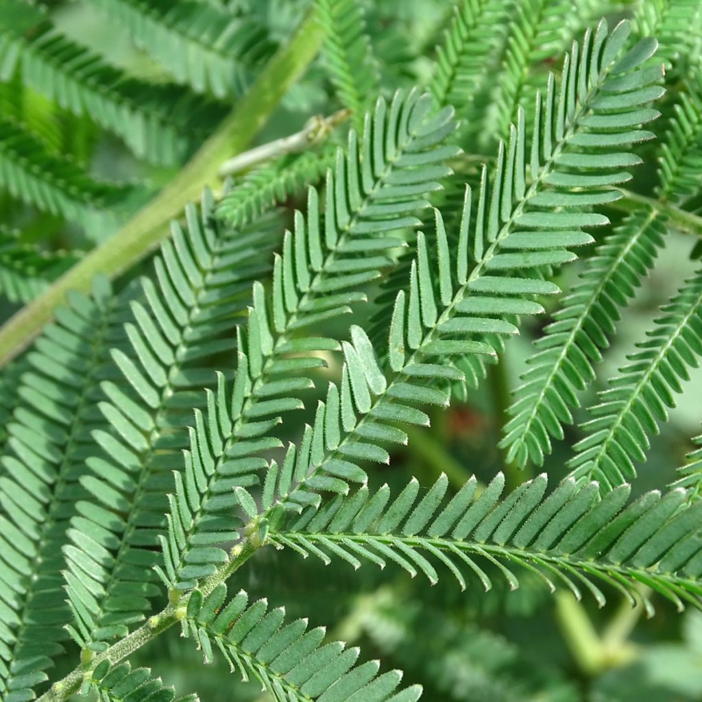 Acacia dealbata