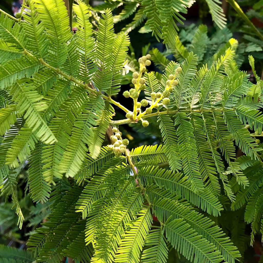 Acacia dealbata