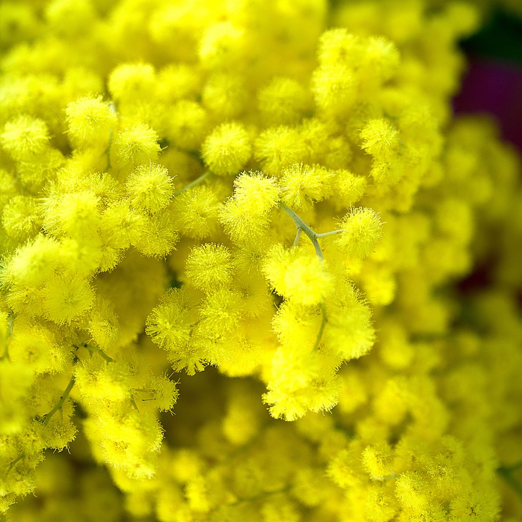 Acacia howittii Clair De Lune