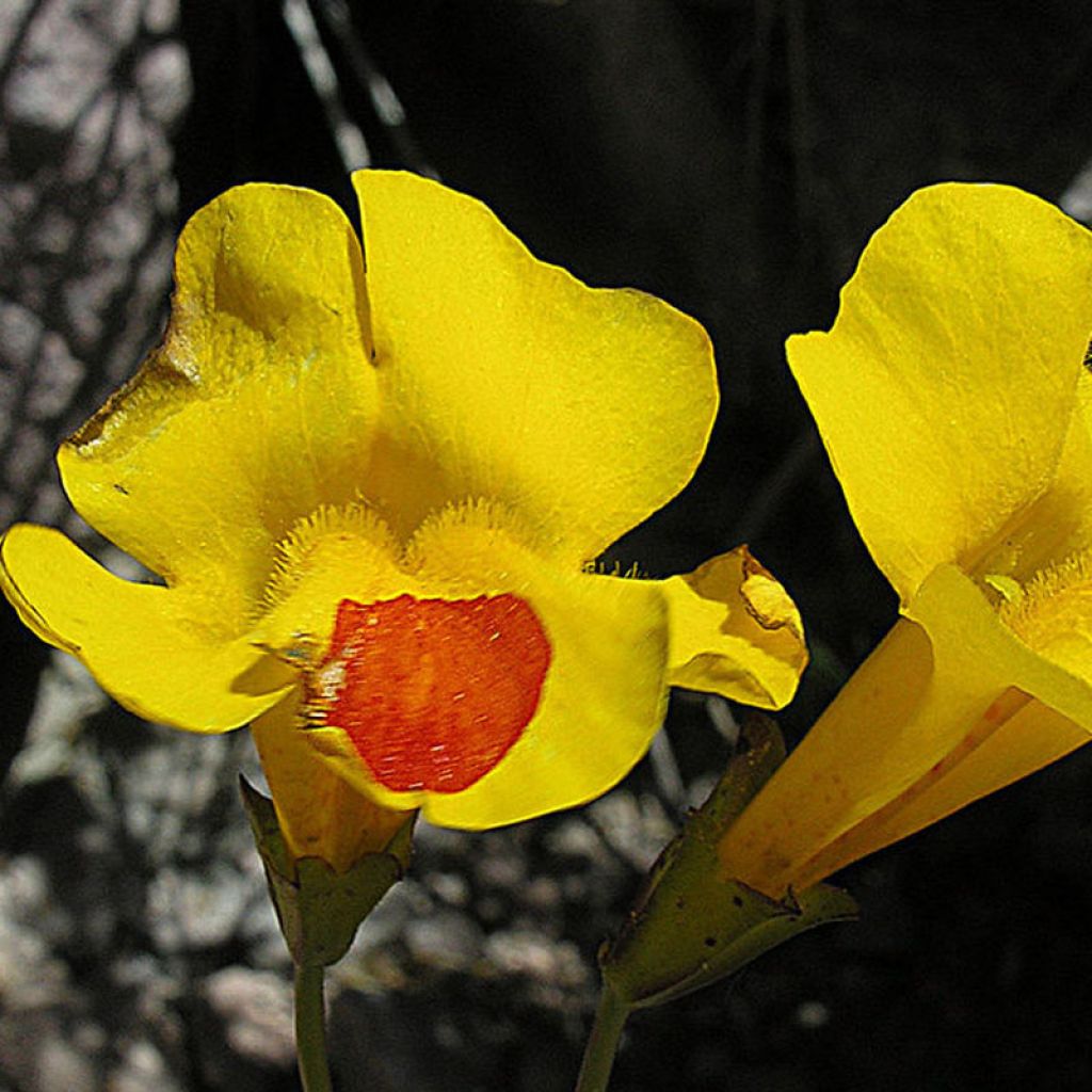 Mimulus luteus 