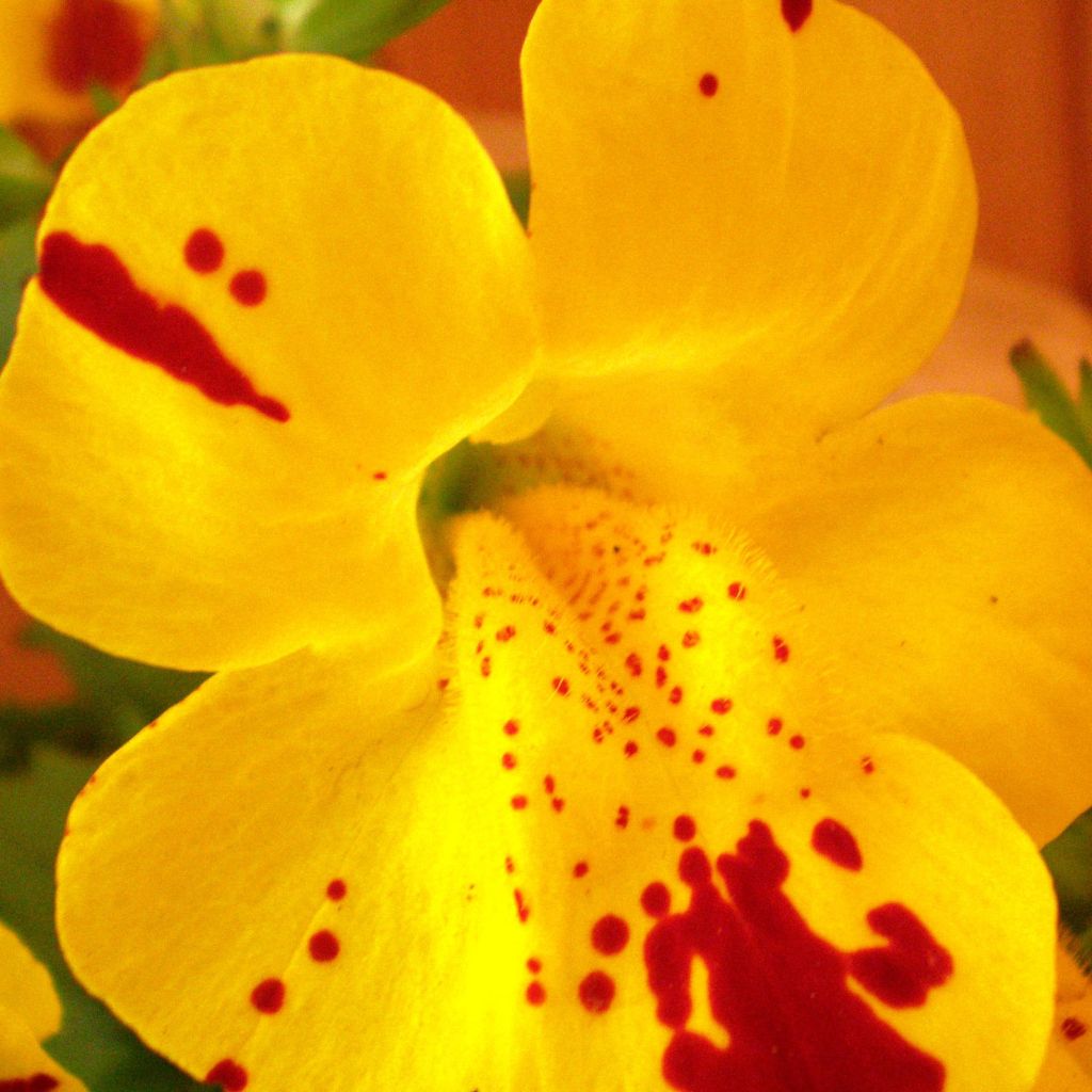 Mimulus luteus 