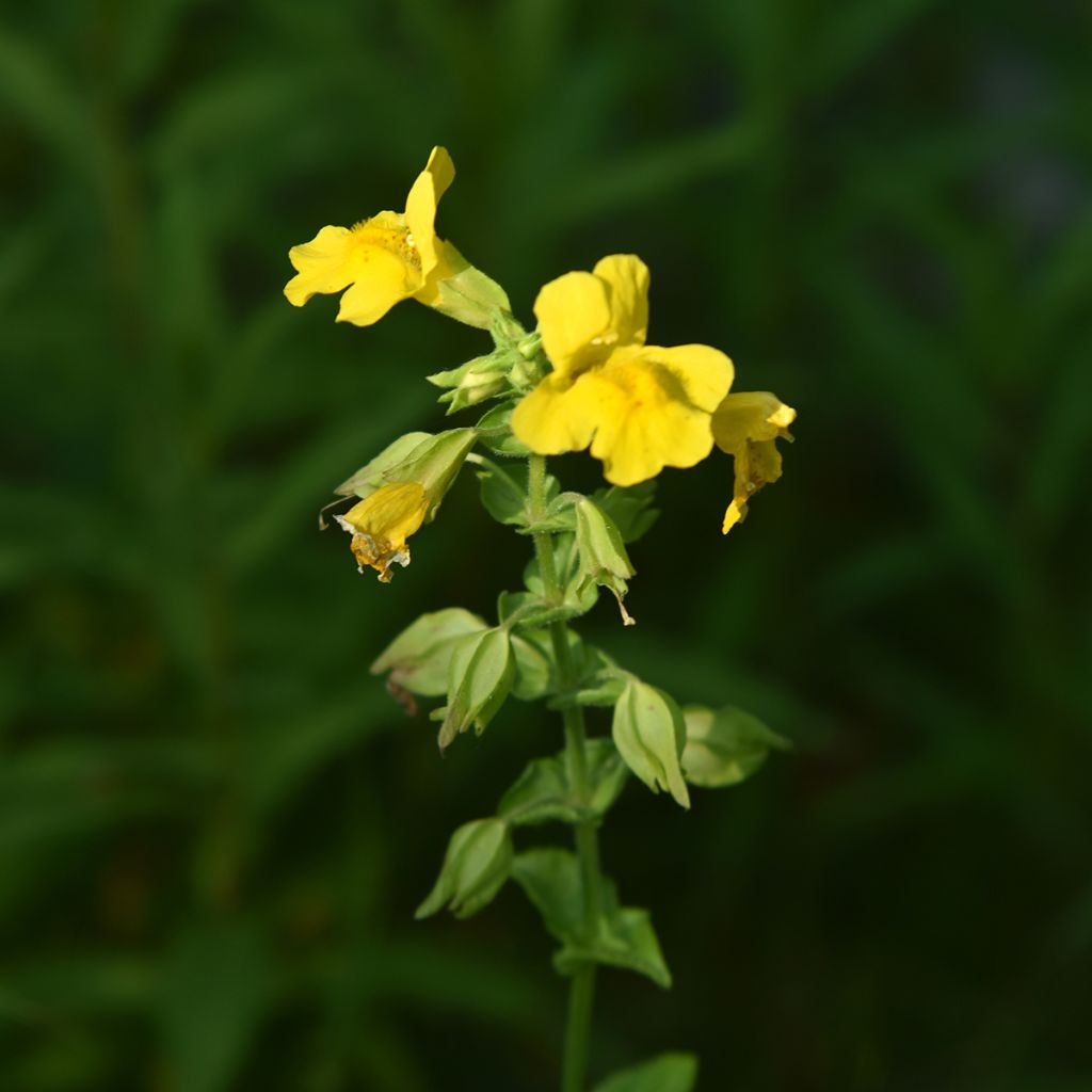 Mimulus luteus - Yellow Monkey Flower