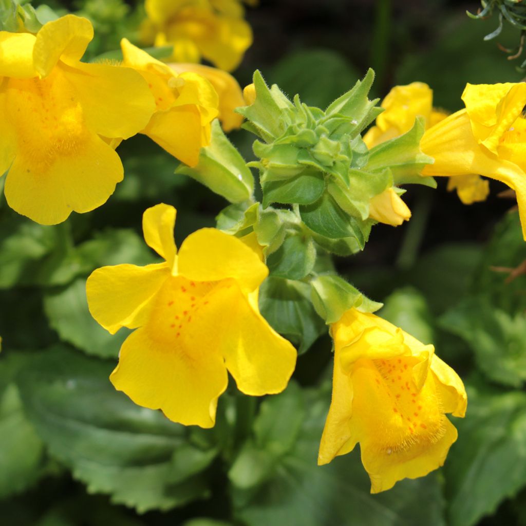 Mimulus luteus - Yellow Monkey Flower