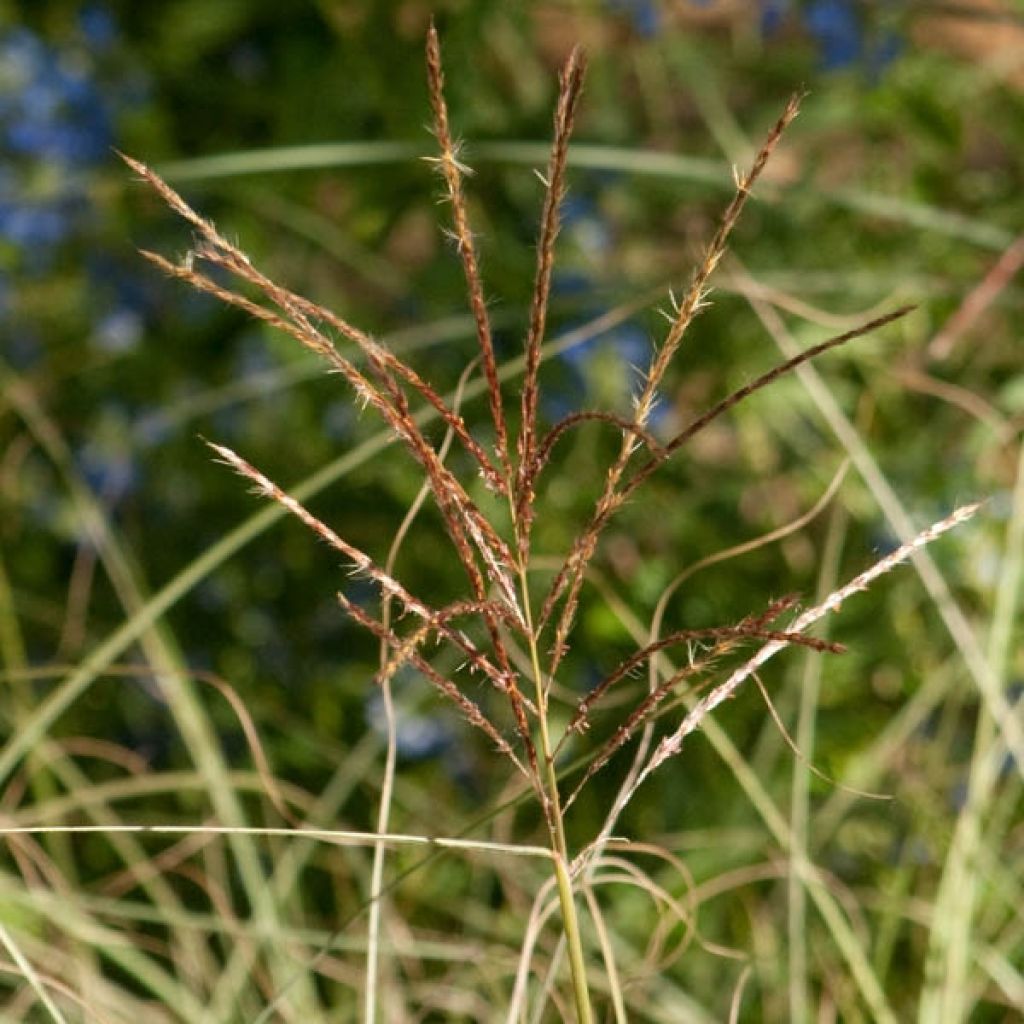Miscanthus sinensis Morning Light - Silvergrass