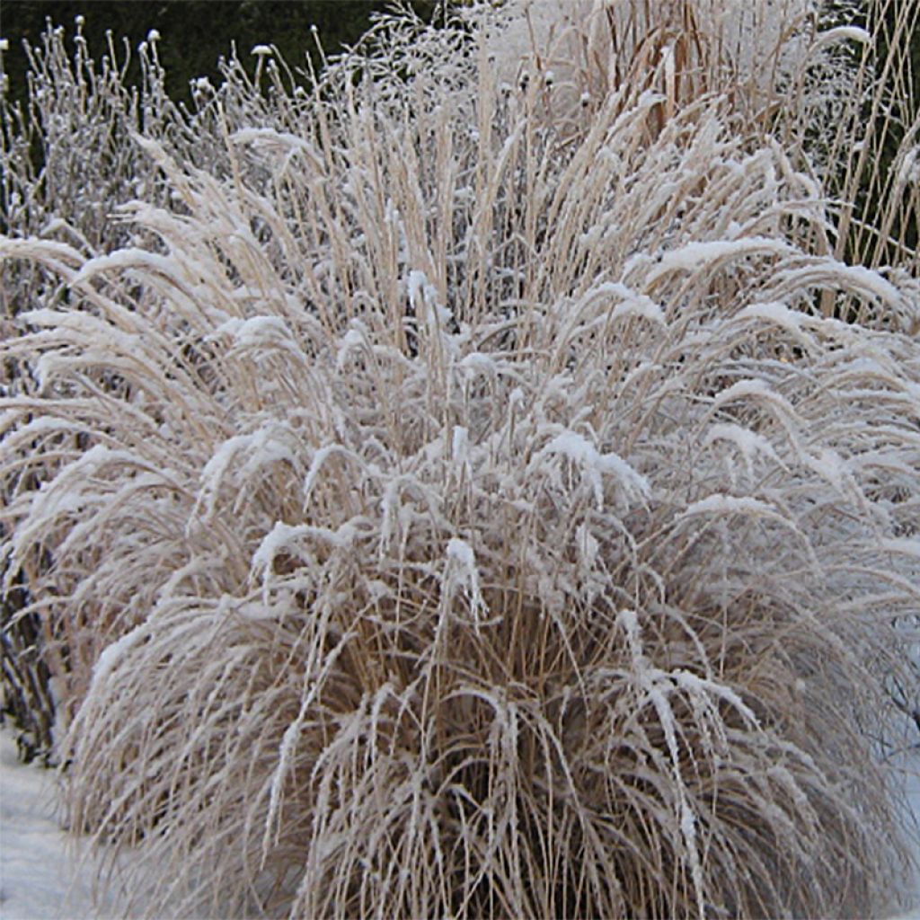 Miscanthus sinensis Yaku-Jima - Silvergrass