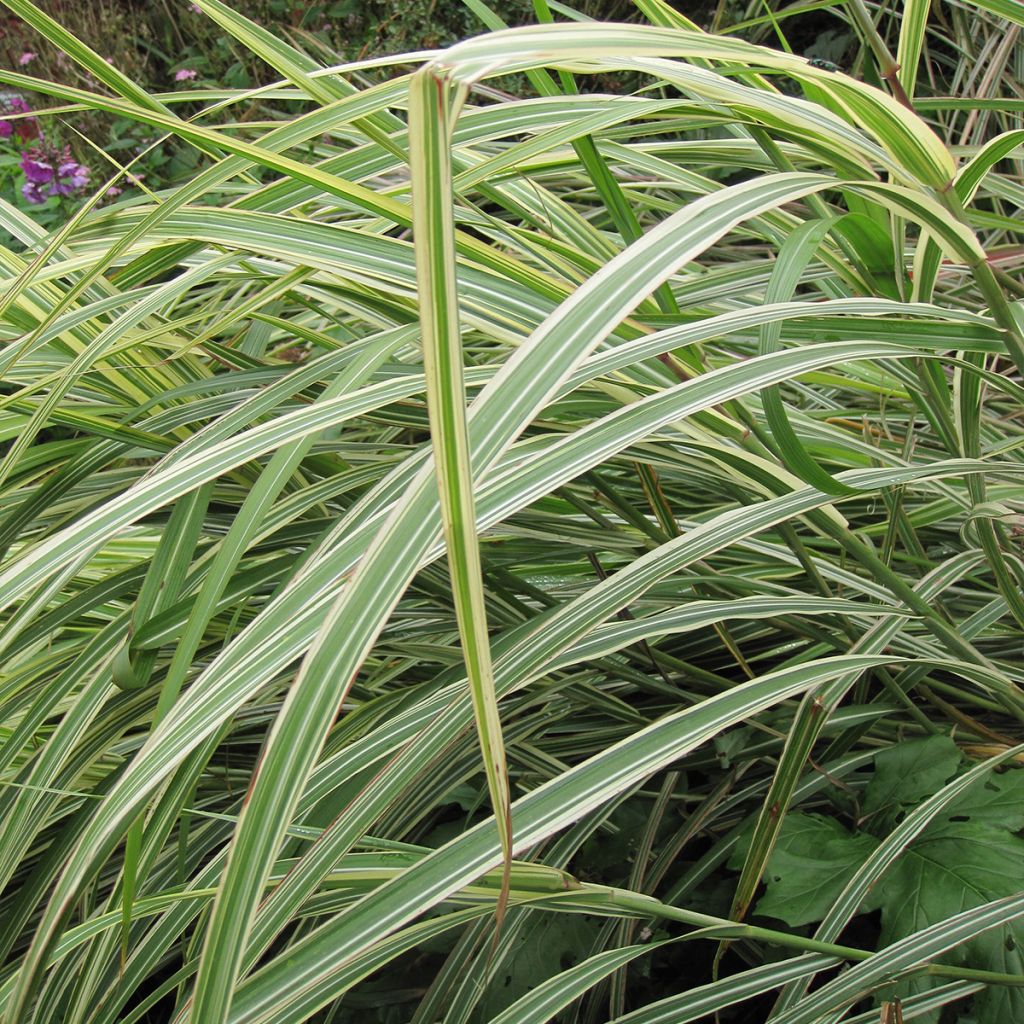 Miscanthus sinensis var. condensatus Cosmopolitan - Silvergrass