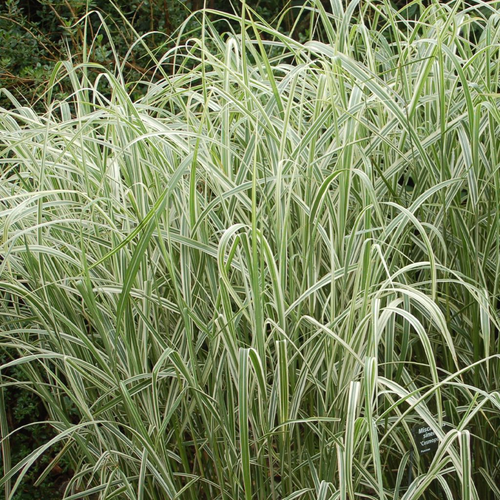 Miscanthus sinensis var. condensatus Cosmopolitan - Silvergrass