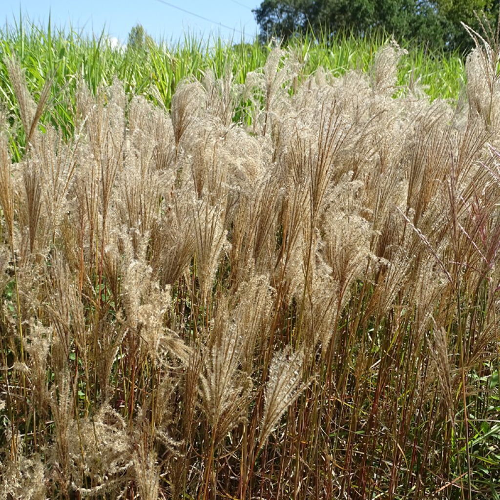 Miscanthus sinensis Dronning Ingrid - Silvergrass