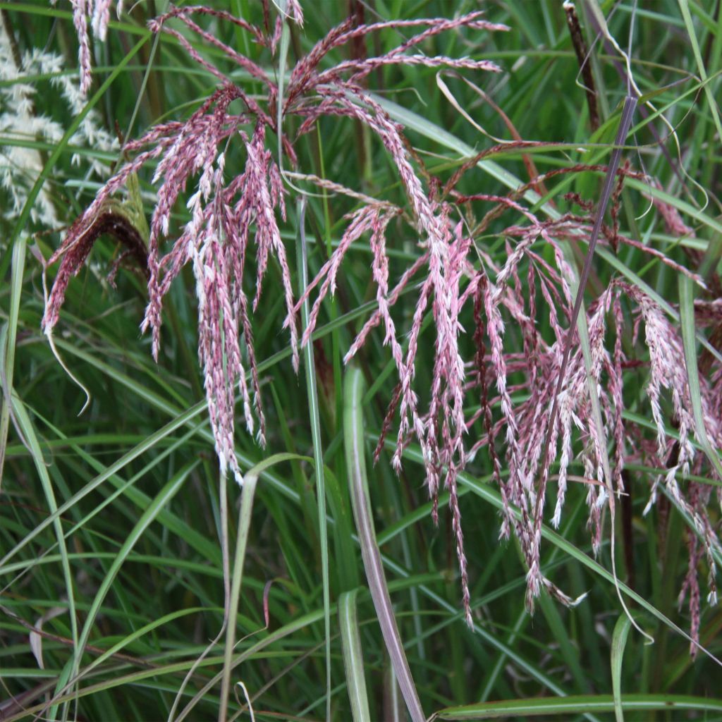 Miscanthus sinensis Kaskade - Silvergrass