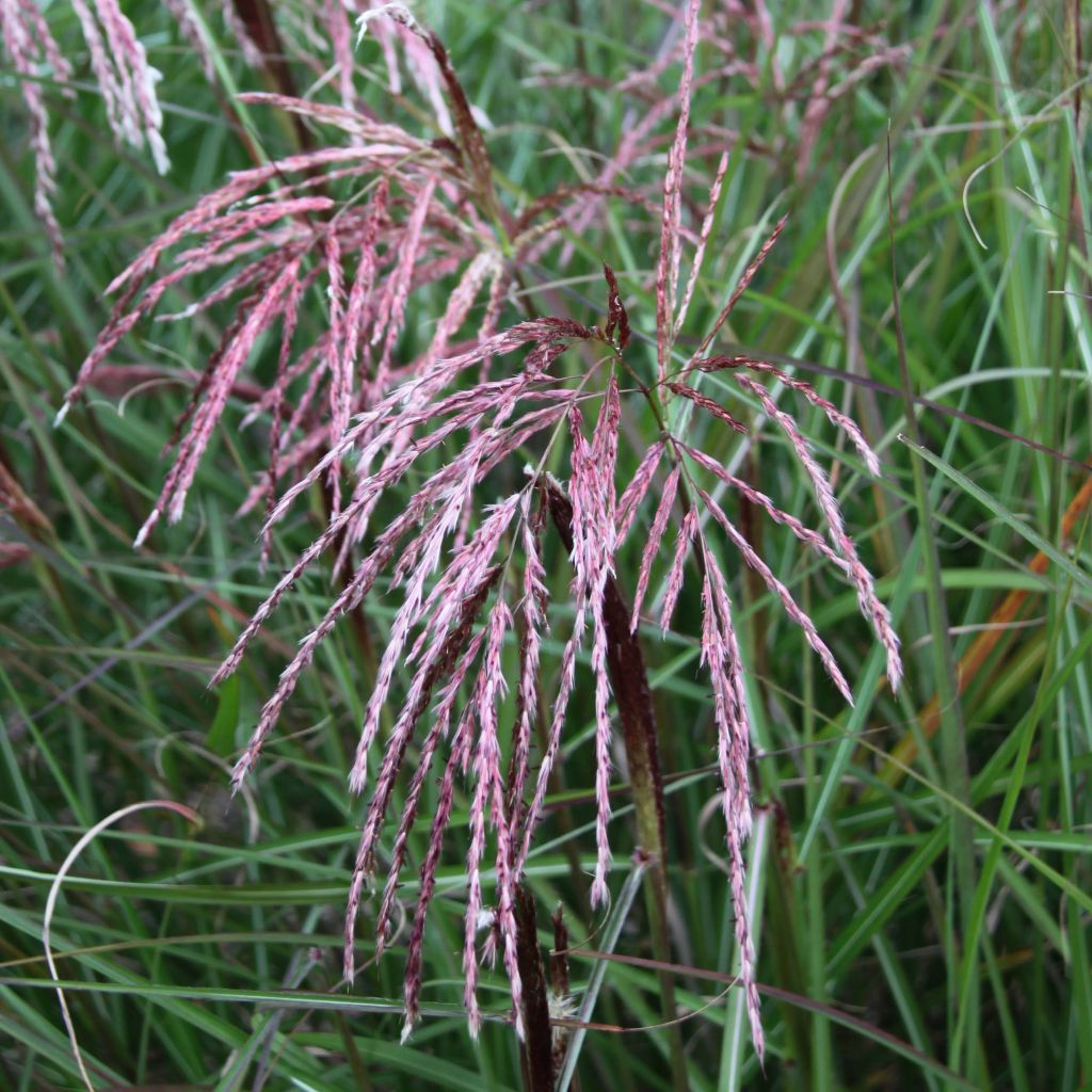 Miscanthus sinensis Kaskade - Silvergrass