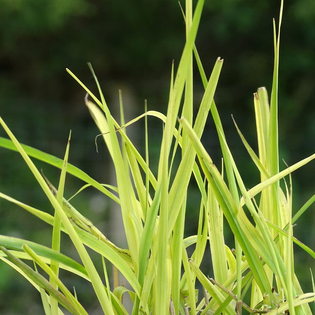 Miscanthus sinensis Purpurascens - Silvergrass