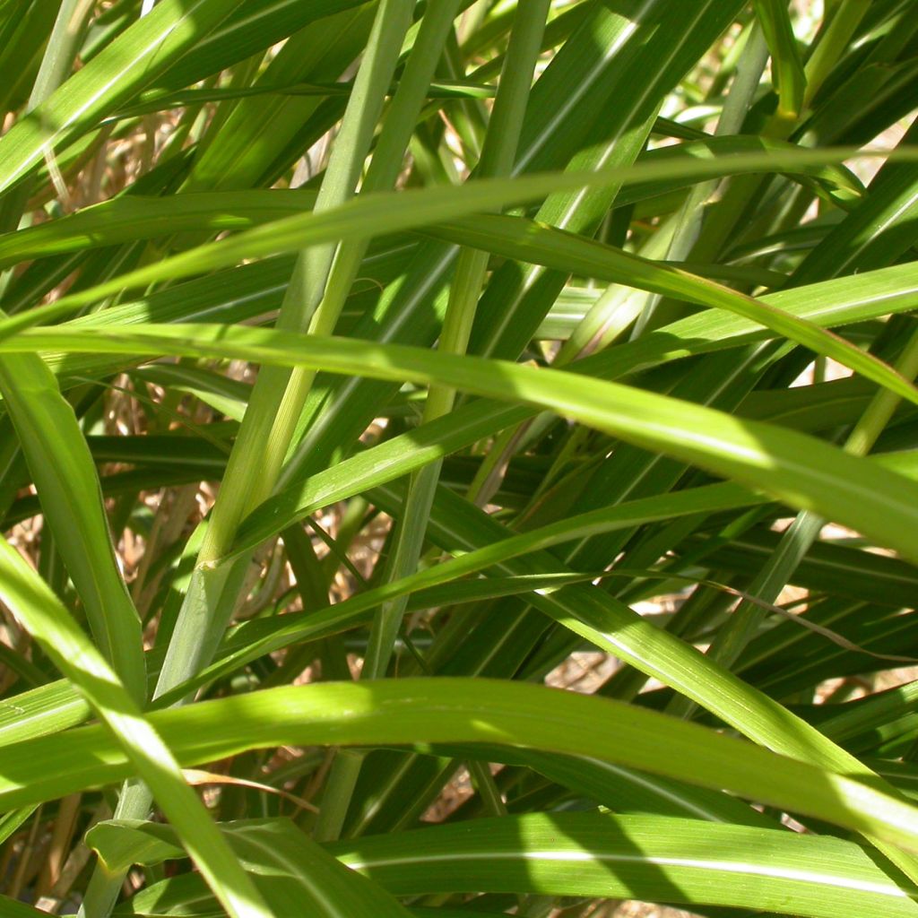 Miscanthus sinensis Roland - Silvergrass