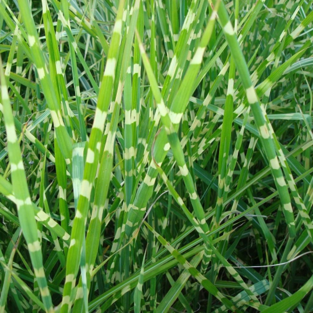 Miscanthus sinensis Zebrinus - Silvergrass