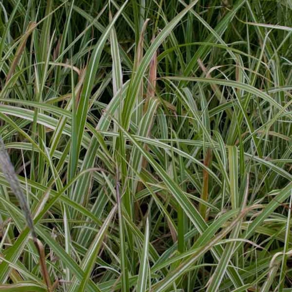 Miscanthus sinensis var. condensatus Cosmopolitan - Silvergrass