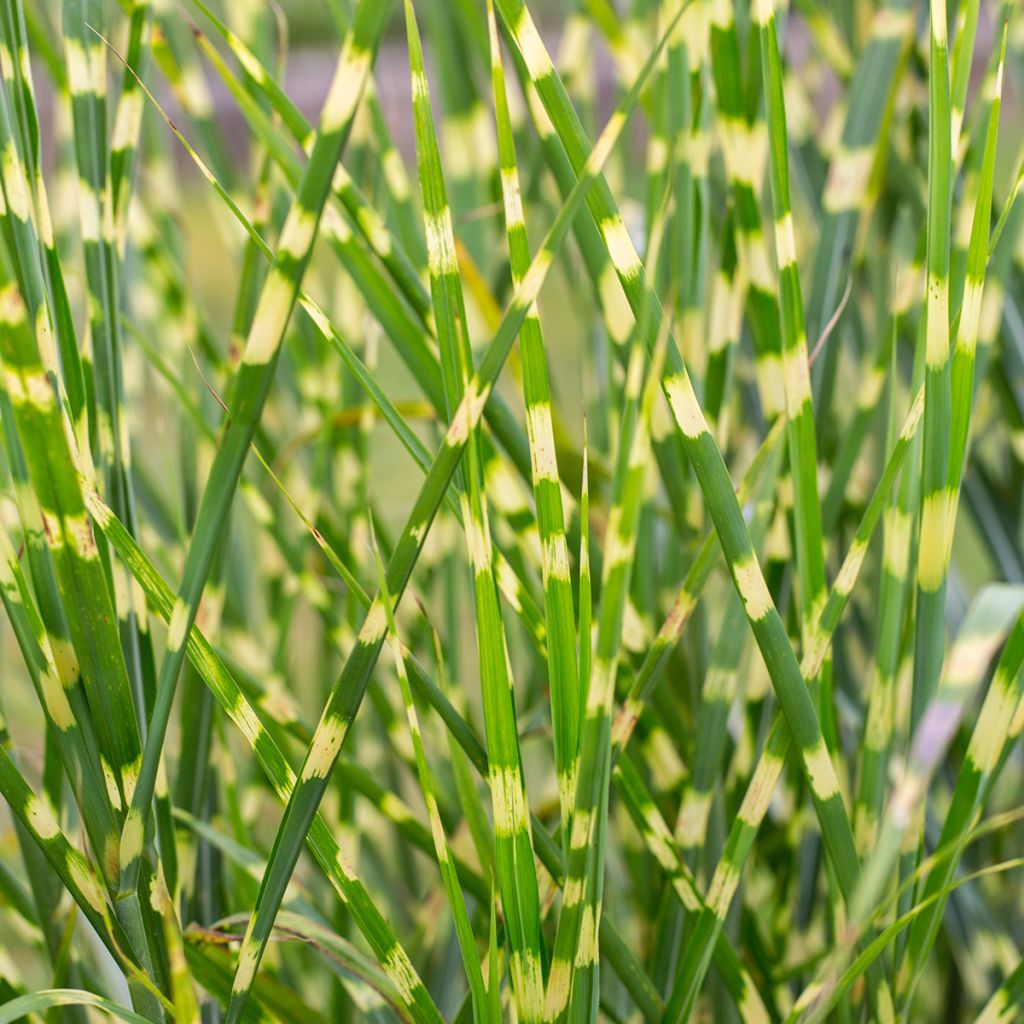 Miscanthus sinensis Giraffe - Silvergrass