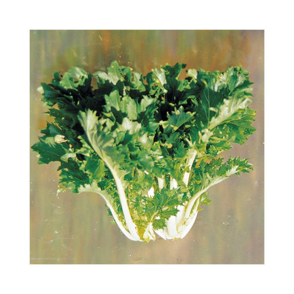 Mizuna Kyoto - untreated Field Mustard seeds - Ferme de Sainte Marthe seeds