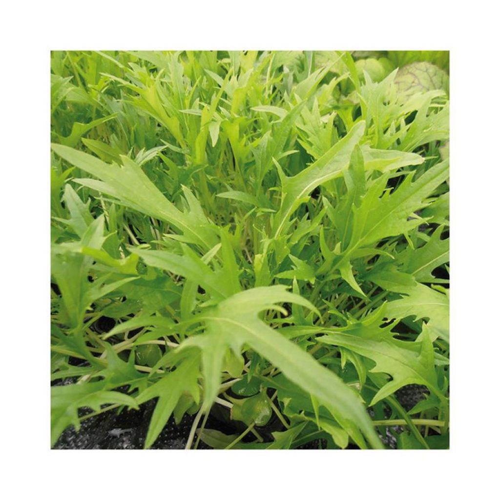 Mizuna Prim (untreated) - Ferme de Sainte Marthe seeds