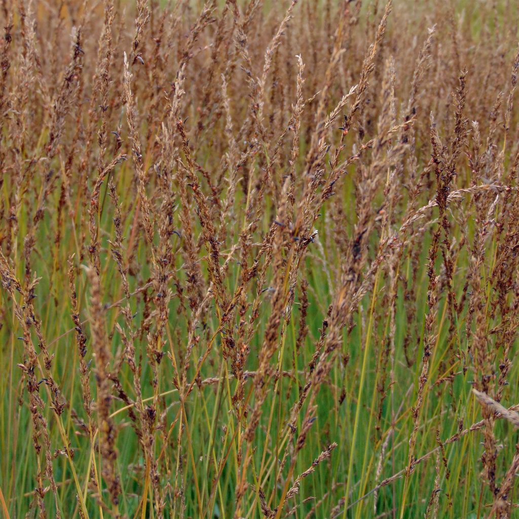 Molinia caerulea Moorhexe - Purple Moor-grass