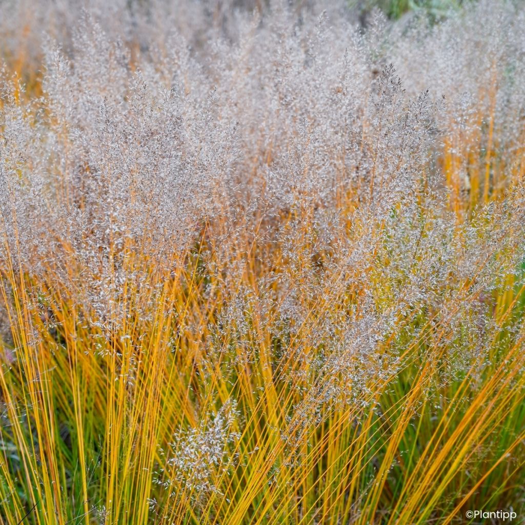 Molinia caerulea Banshee - Purple moor grass