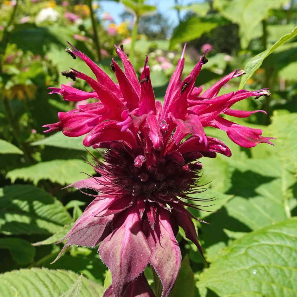 Monarda Cambridge Scarlet - Beebalm