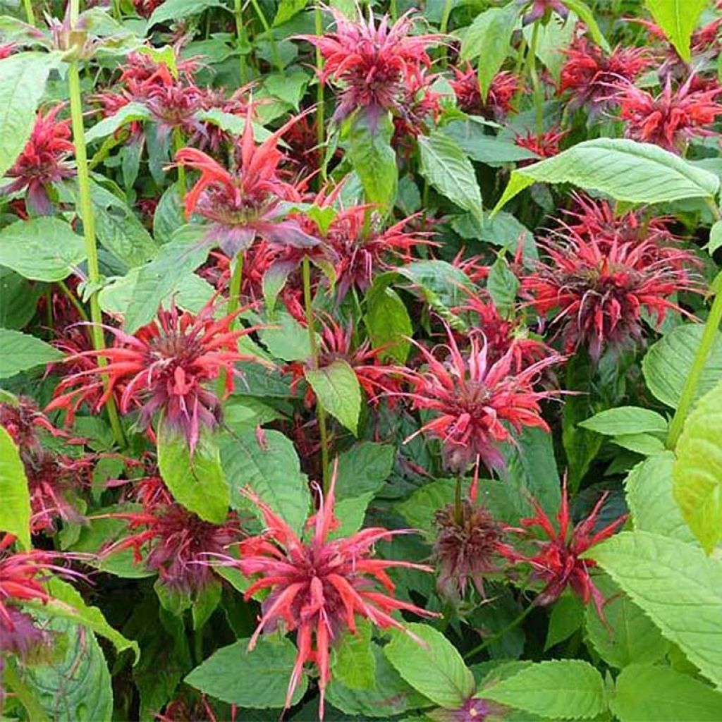 Monarda Cambridge Scarlet - Beebalm