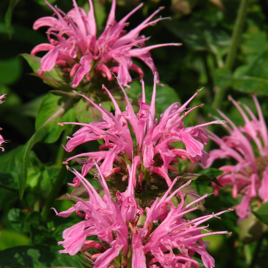 Monarda didyma Croftway Pink - Beebalm