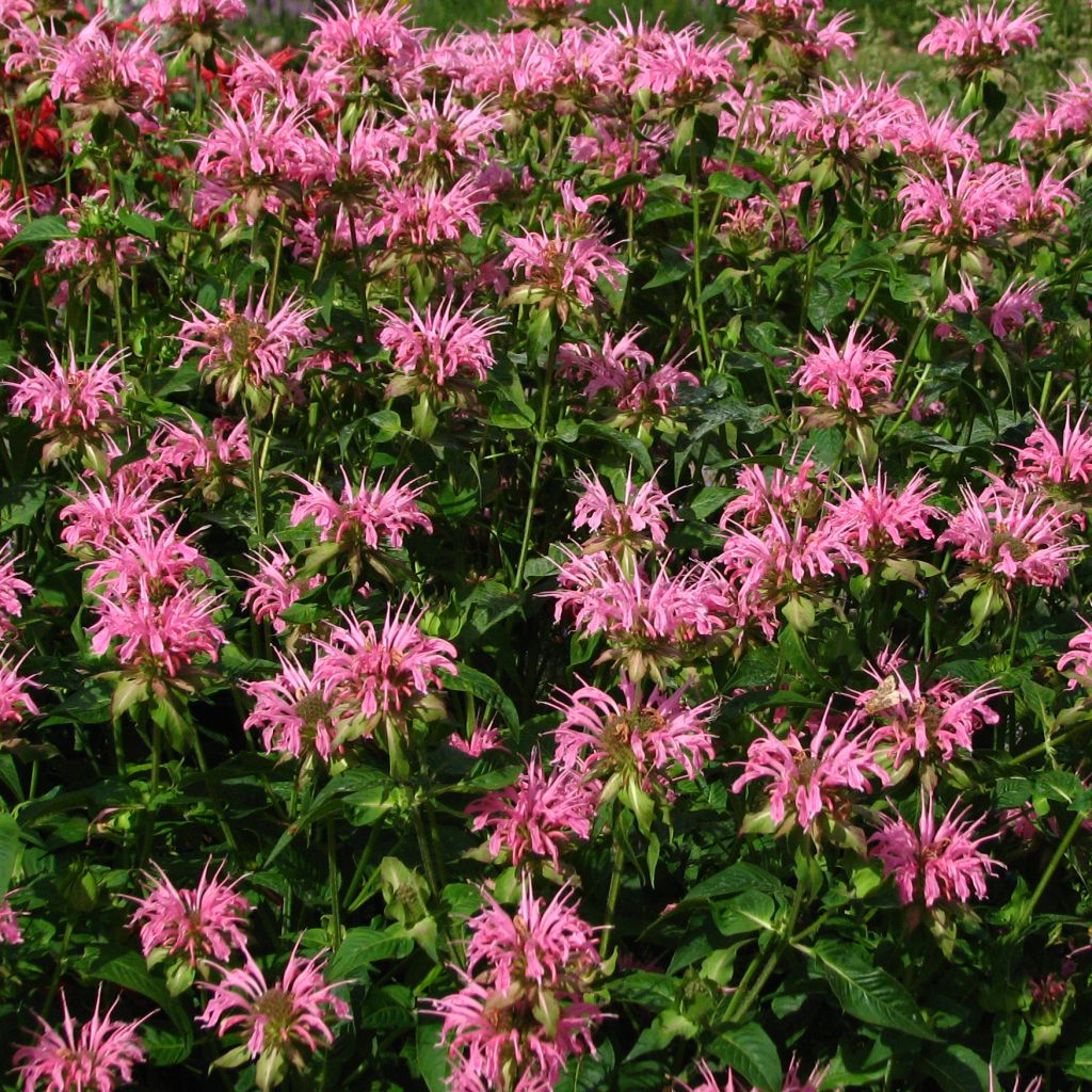 Monarda didyma Croftway Pink - Beebalm
